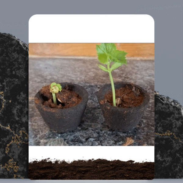 Green Thumb Pots
