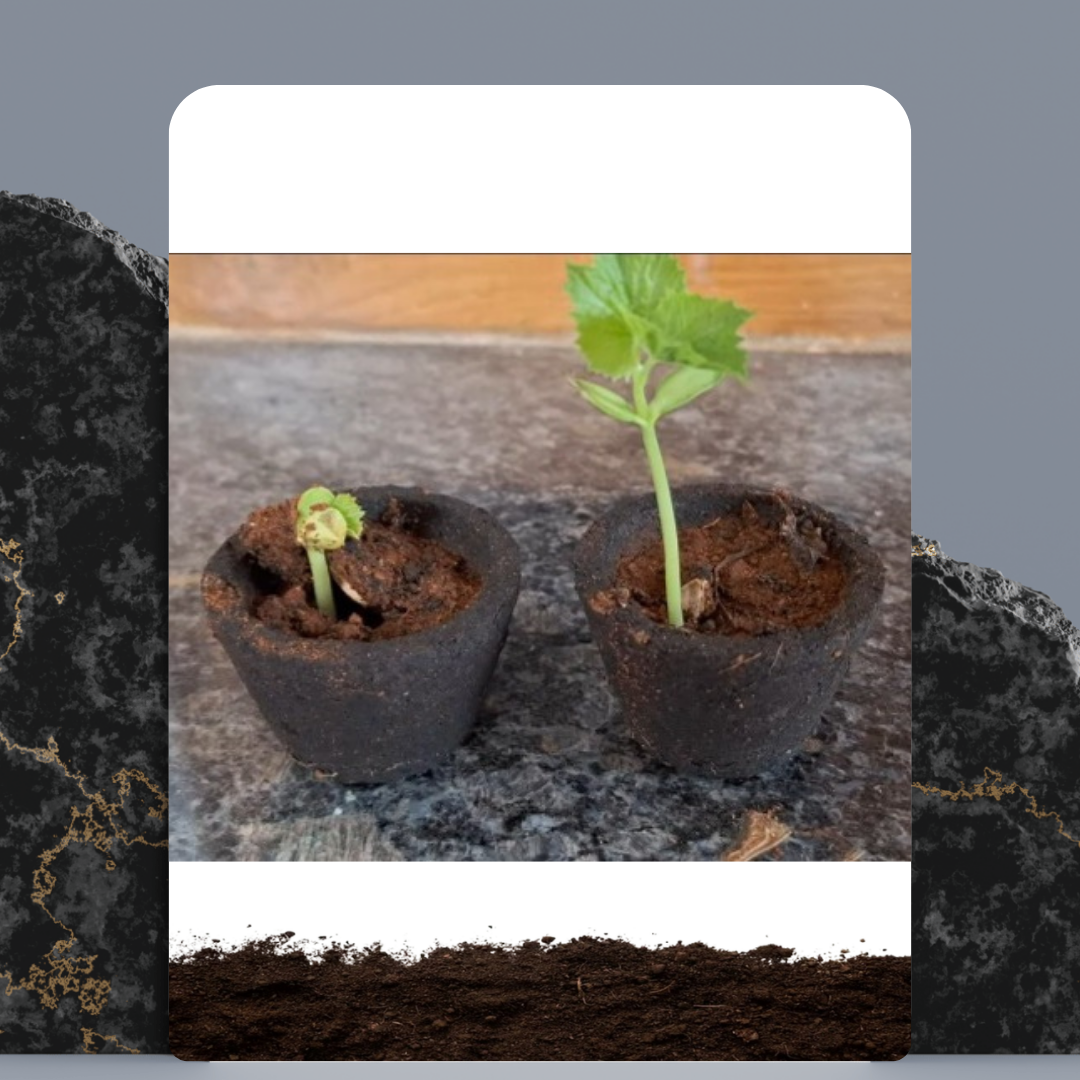 Green Thumb Pots