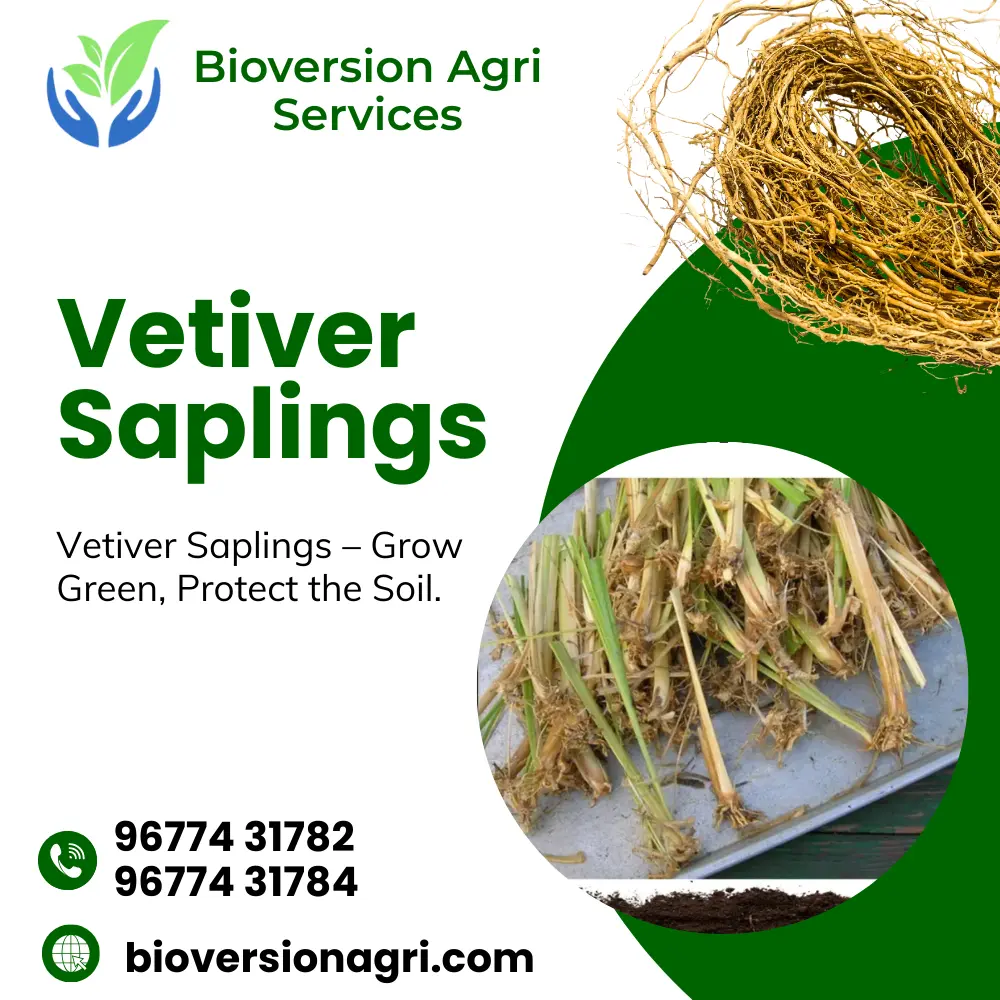 Vetiver Saplings Supplier